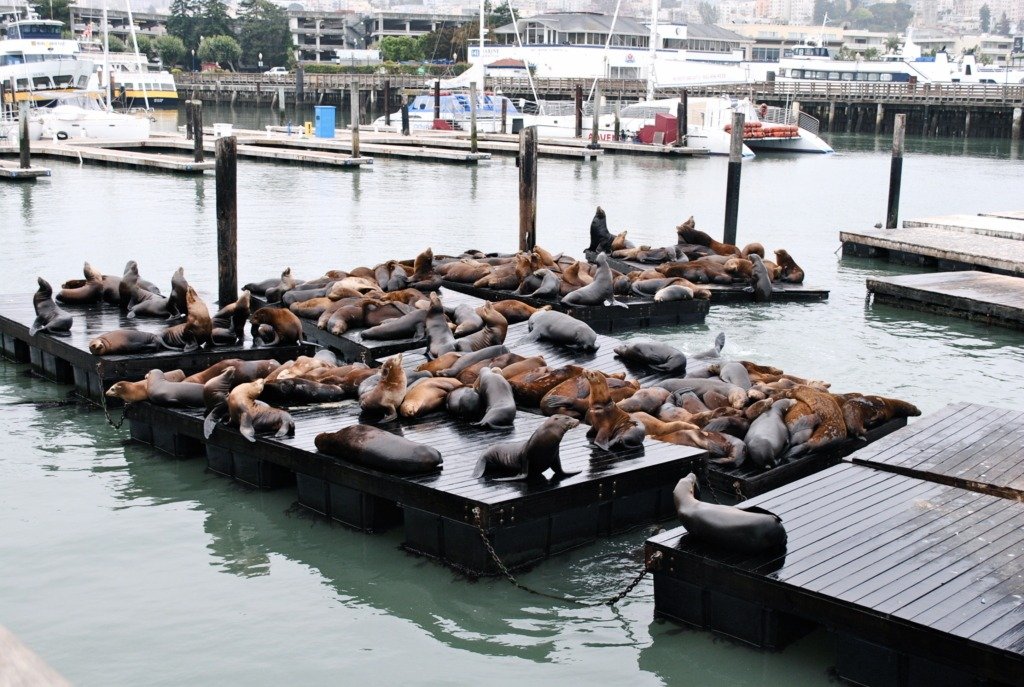 Pier 39