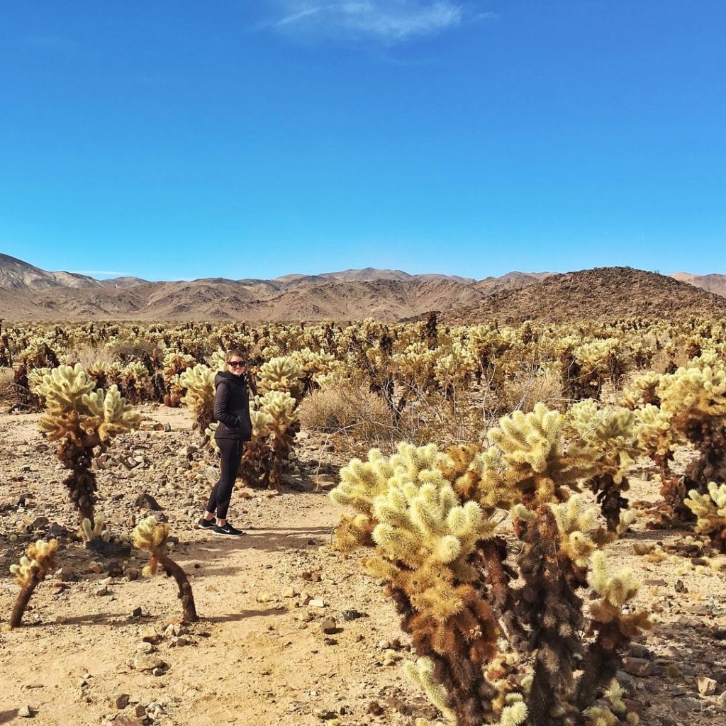 Cholla Cactus Gardens Cholla Cactus Gardens