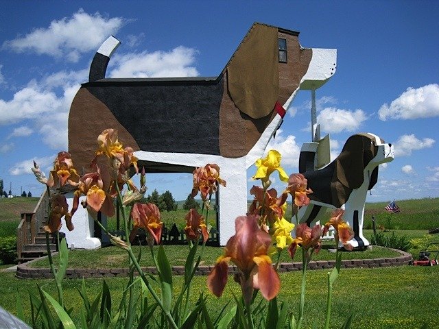 dog hotel in Cottonwood Idaho