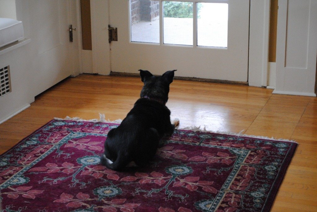 black dog