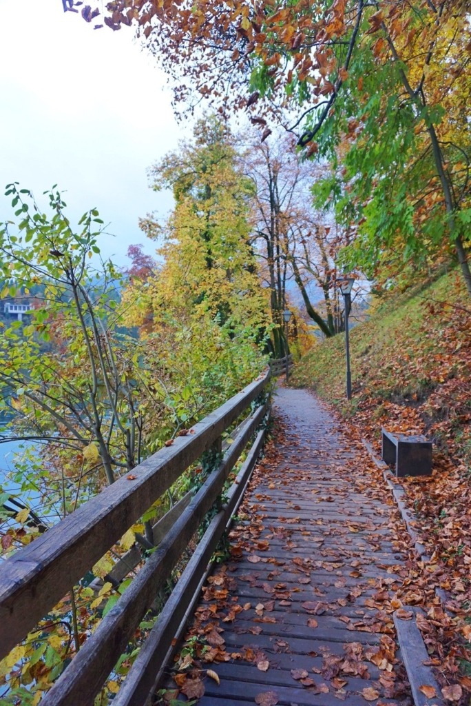 fall leaves hiking trail