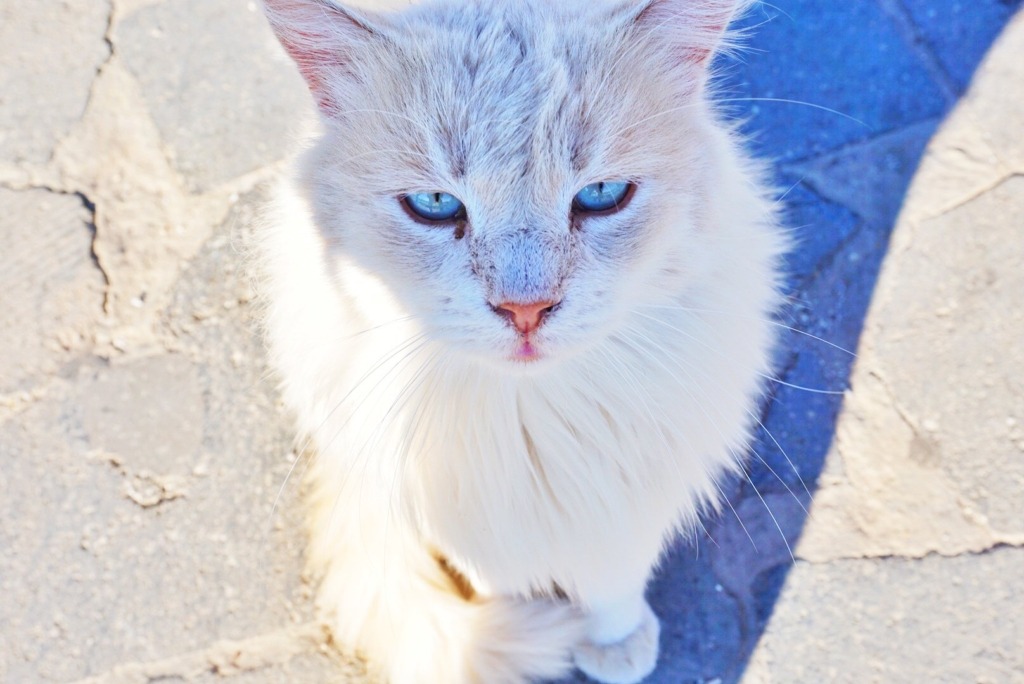 blue eyes cat