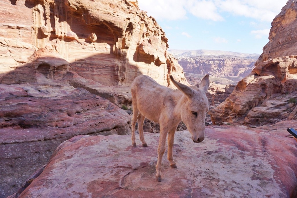 Petra donkey