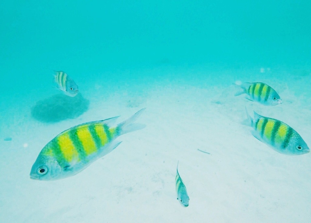 underwater fish snorkeling