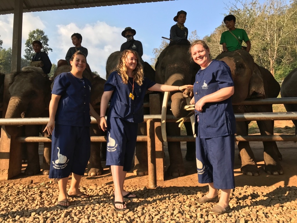 Chang Mai elephants