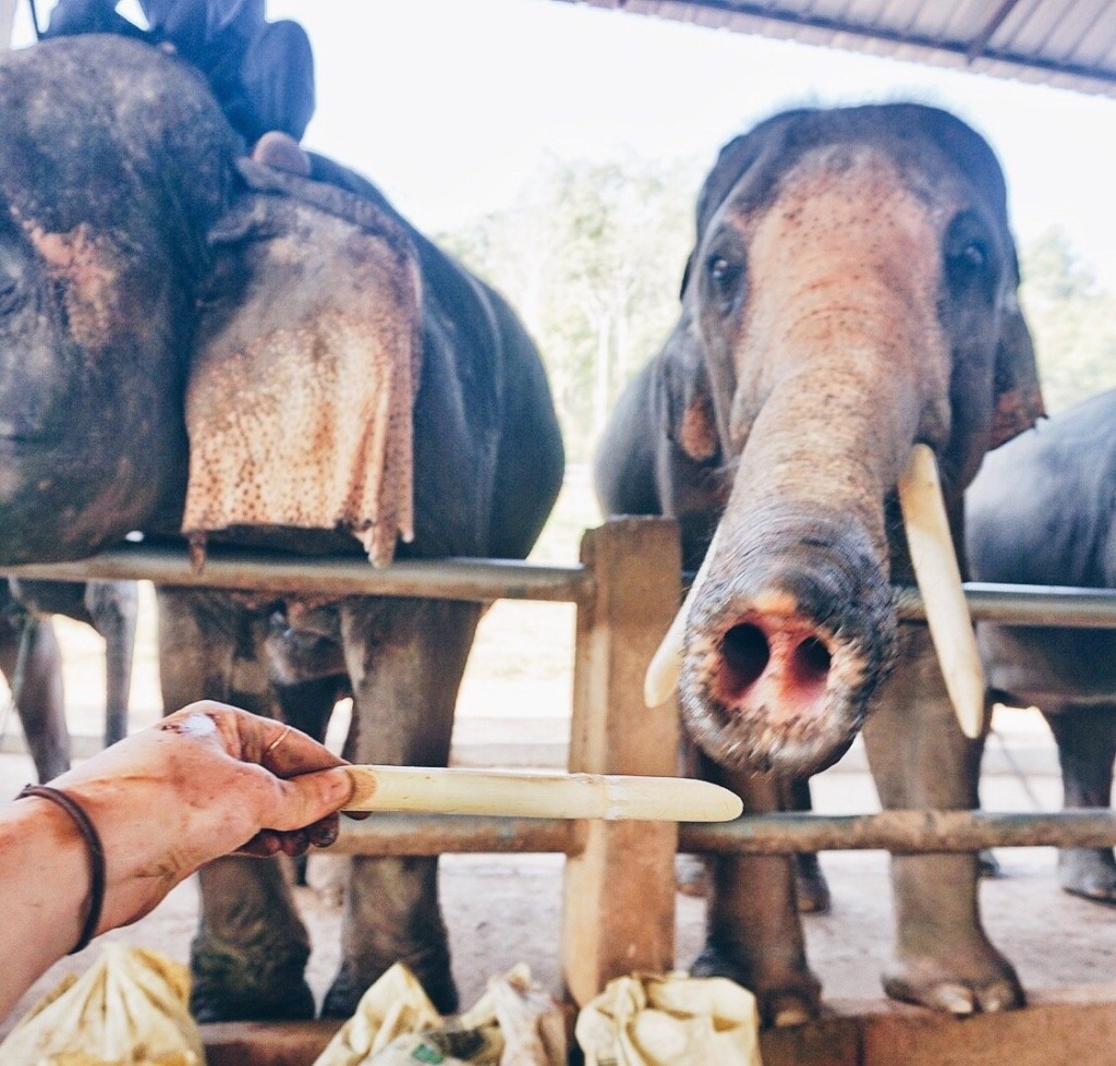 Diaries Around the World