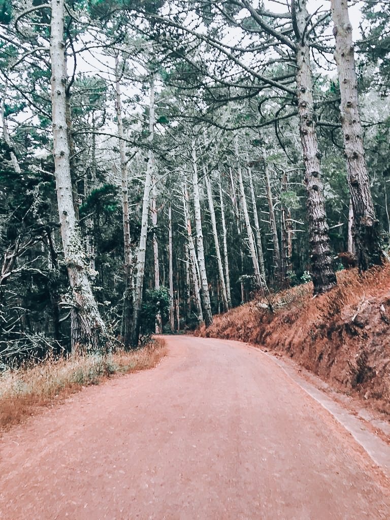 road/path to Kirby Cove | How to Find the Famous San Francisco Swing