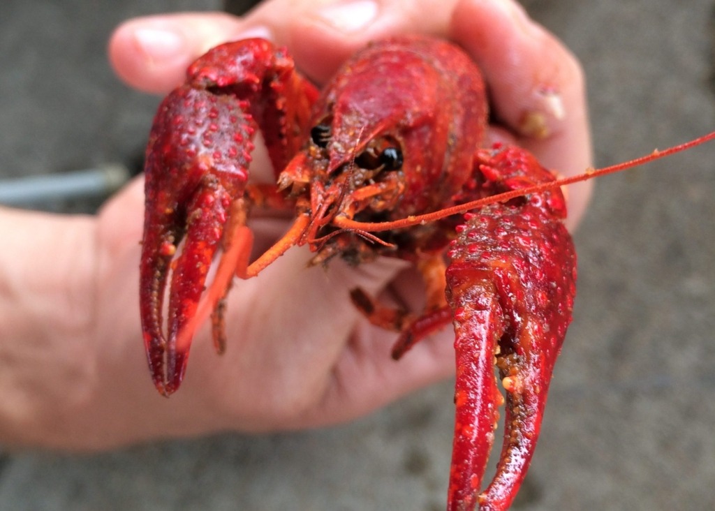 A Local's Guide to Shreveport Louisiana