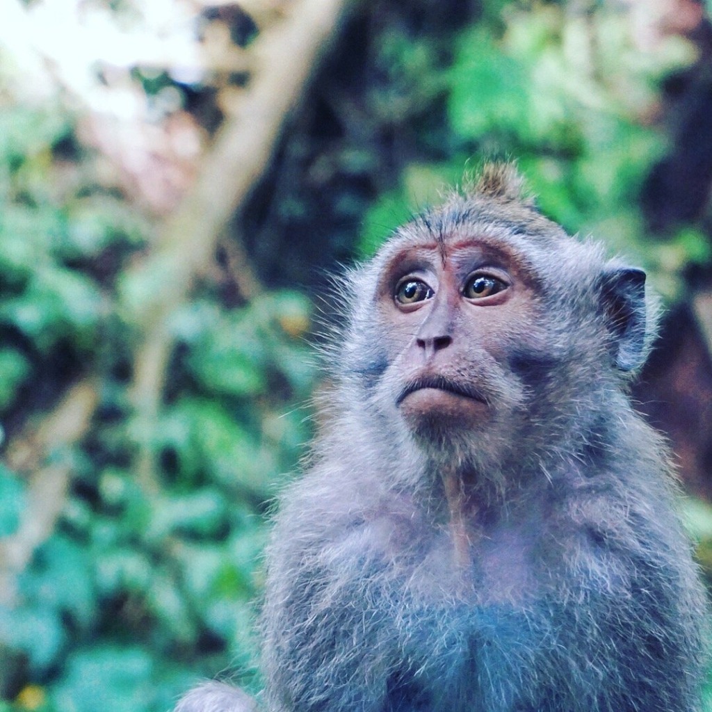 Uluwatu temple monkey Uluwatu temple monkey