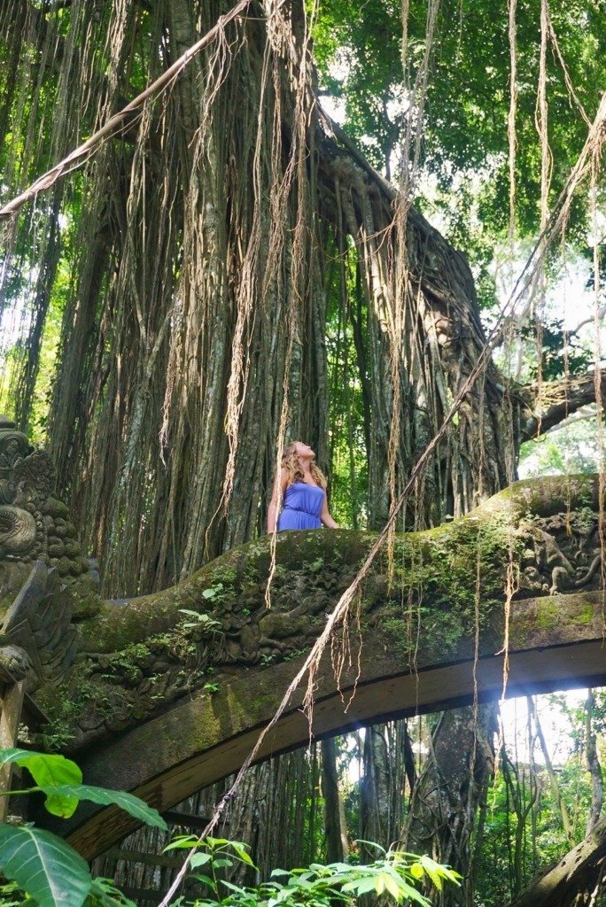 large trees in Indonesia large trees in Indonesia