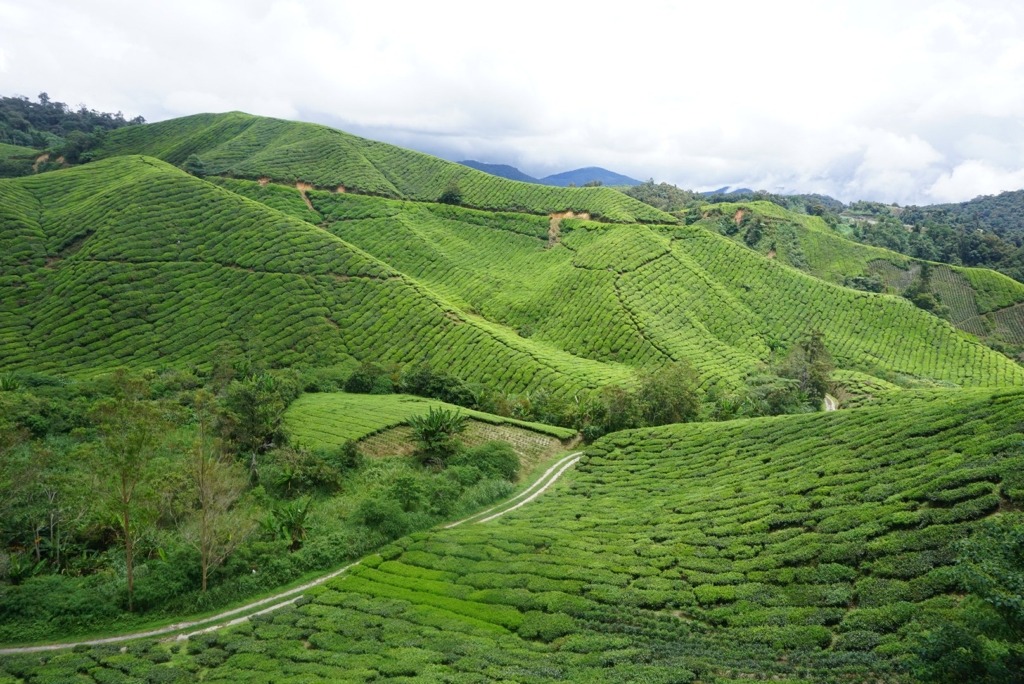 Cameron Highlands fields Diaries Around the World: 6.5 Months