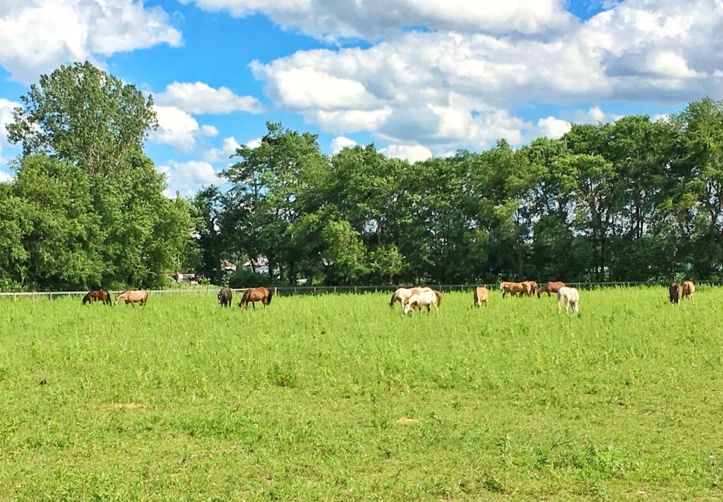 Hamilton County horses