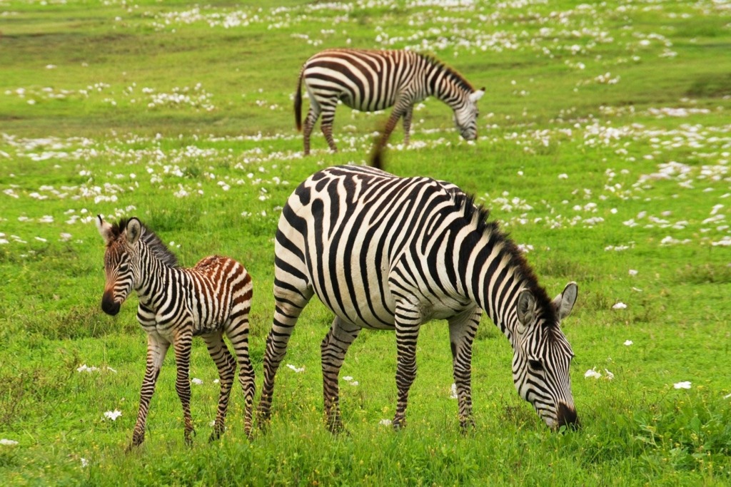 Klipriviersberg Nature Reserve Hiking Trail