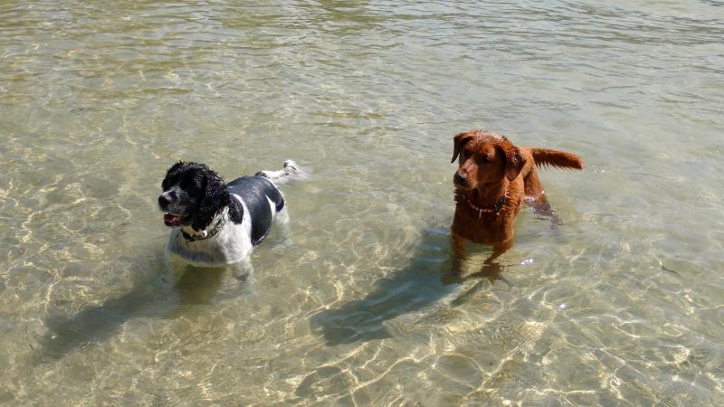 Dog Beach | Best Places to Visit in Sandpoint Idaho