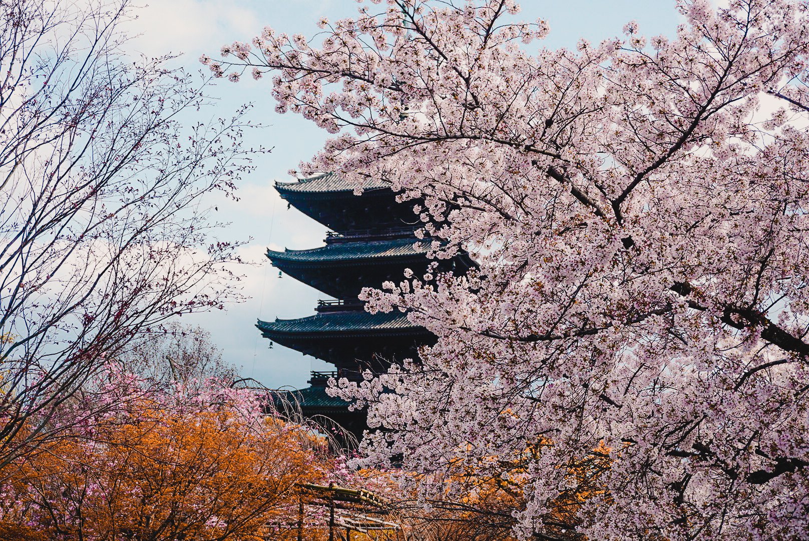 japan during cherry blossoms Japan during cherry blossoms seaon