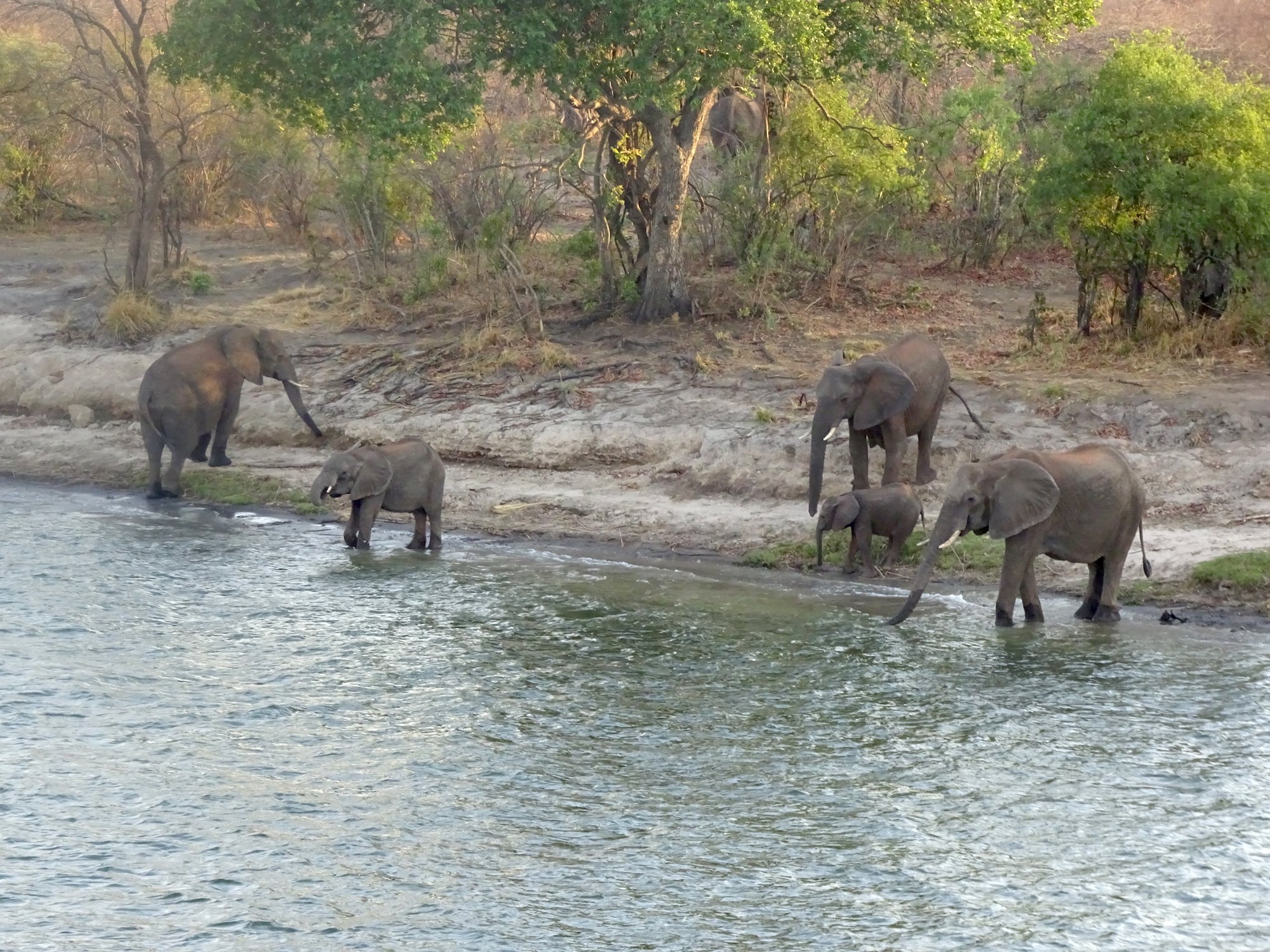Sunset Zambezi Cruise elephants