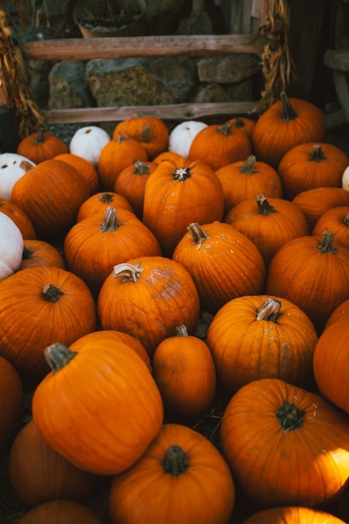 boise pumpkin patch | Fall Boise Bucket List