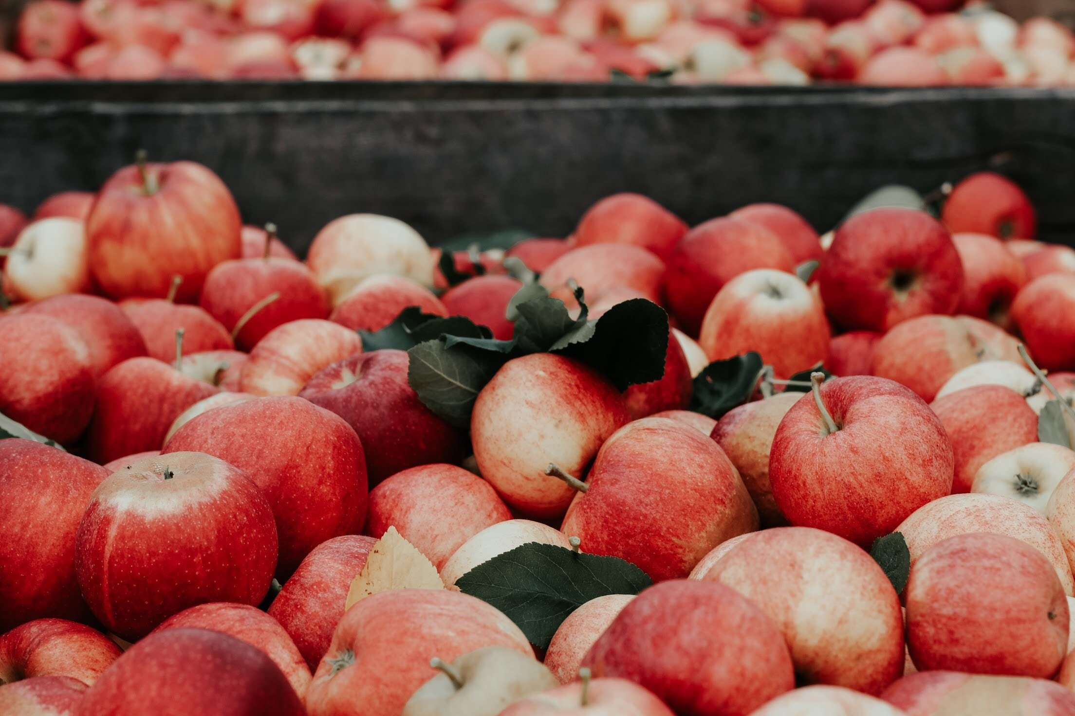 apple picking boise fall boise bucket list