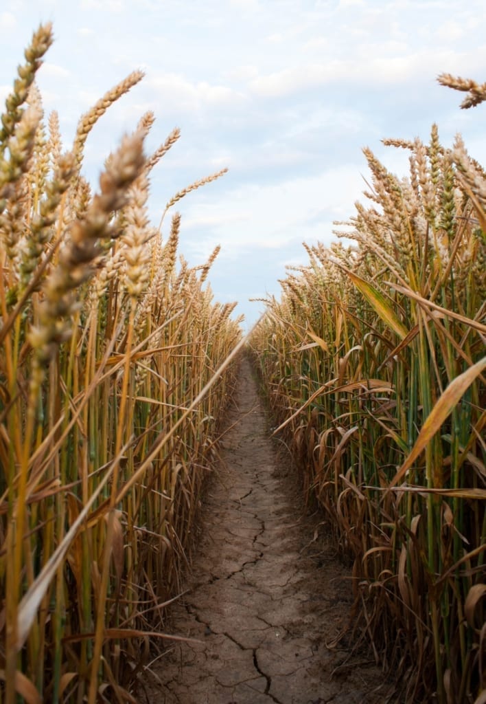 corn maze boise