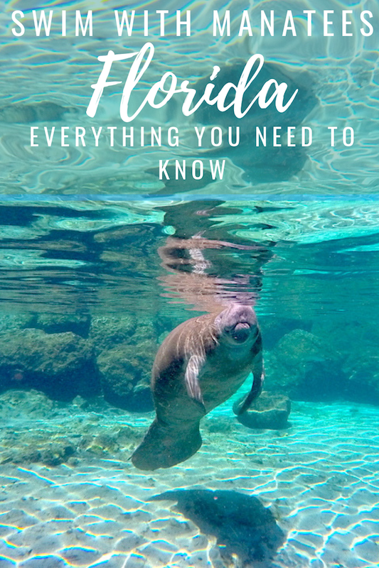 Swim with Manatees in Florida: Everything you need to know Swim with Manatees in Florida: Everything you need to know