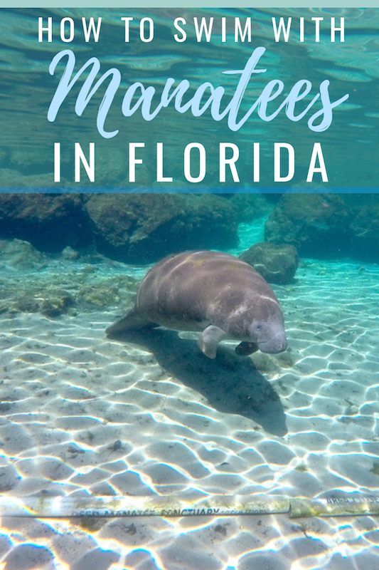 Swim with Manatees in Florida: Everything you need to know Swim with Manatees in Florida: Everything you need to know