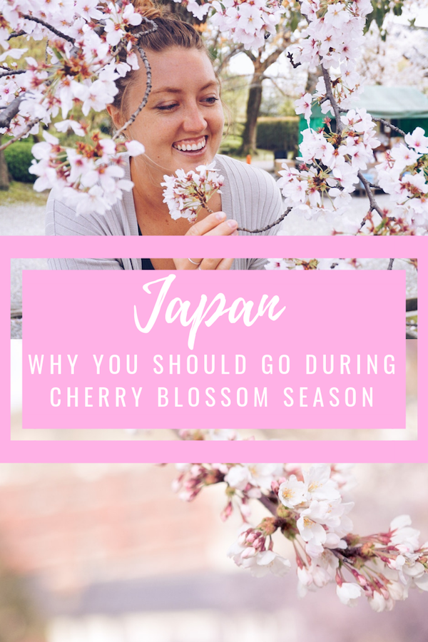 Japan during cherry blossom season Japan during cherry blossom season