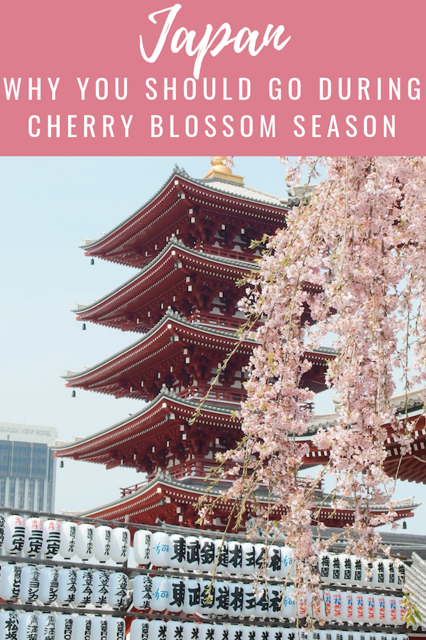 Japan Japan during cherry blossom season