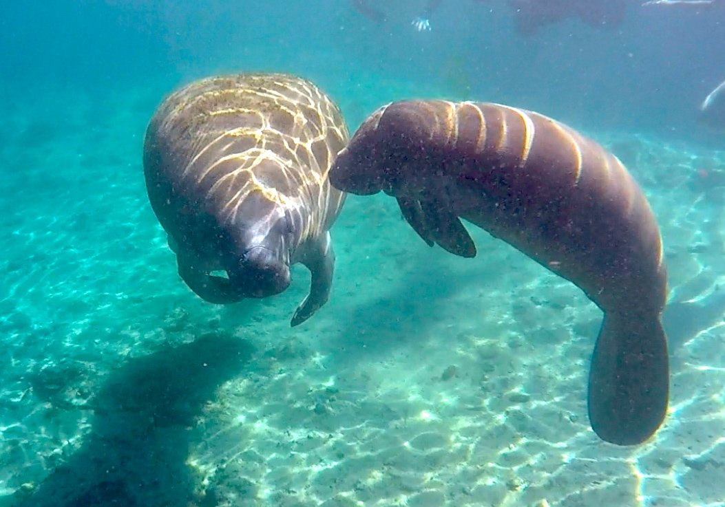 Baby Manatee Baby Manatee