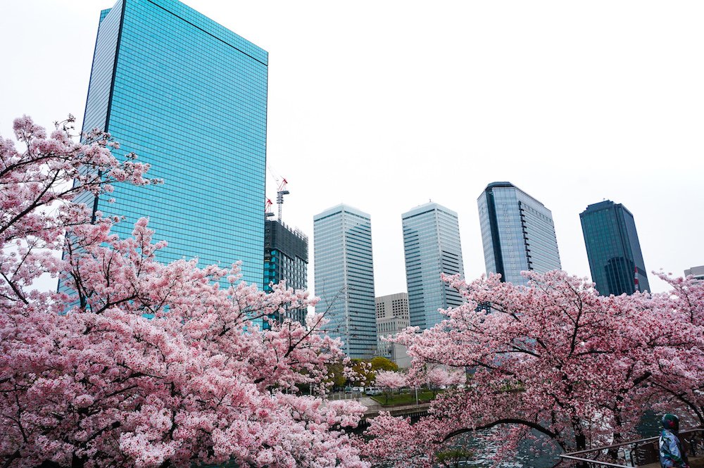 japan cherry blossom japan cherry blossoms