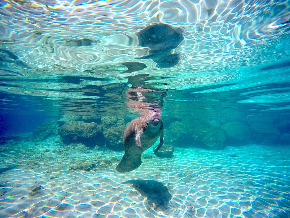 manatee breathing
