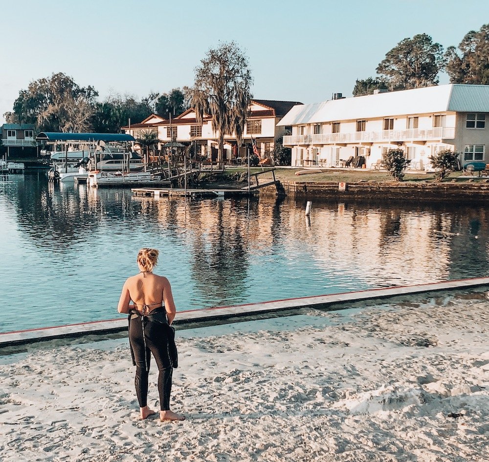 swimming with manatees swimming with manatees