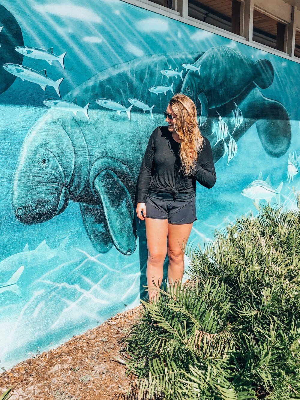 manatee mural manatee mural