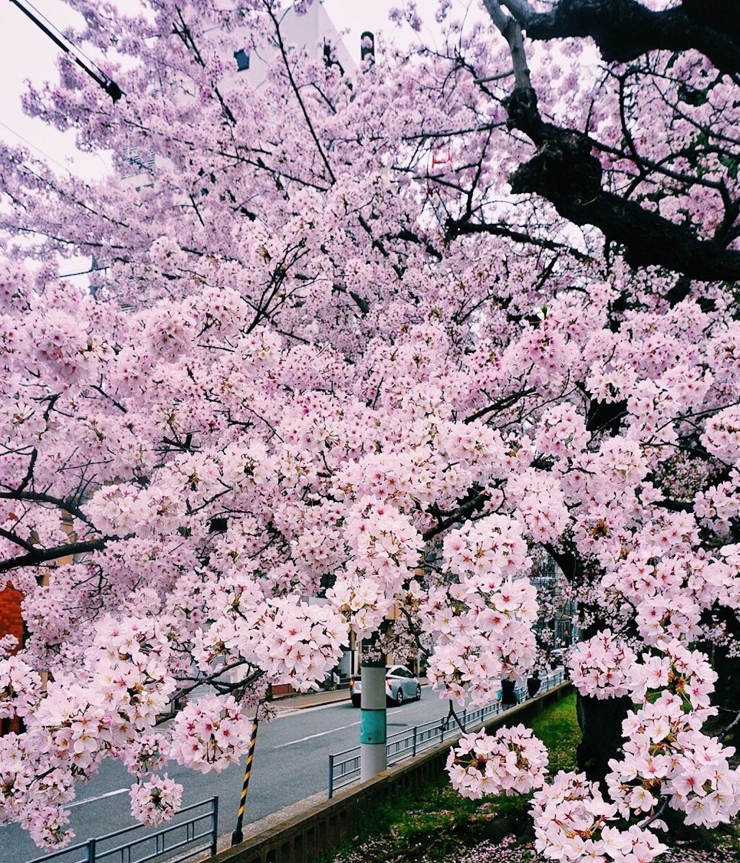 japan cherry blossoms japan cherry blossoms
