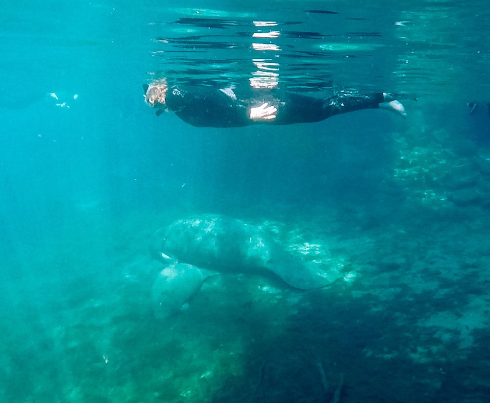 swimming with manateees swimming with manatees