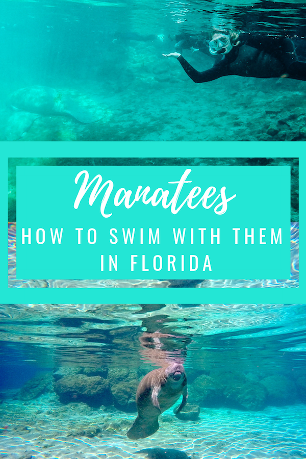 Swim with Manatees in Florida: Everything you need to know Swim with Manatees in Florida: Everything you need to know