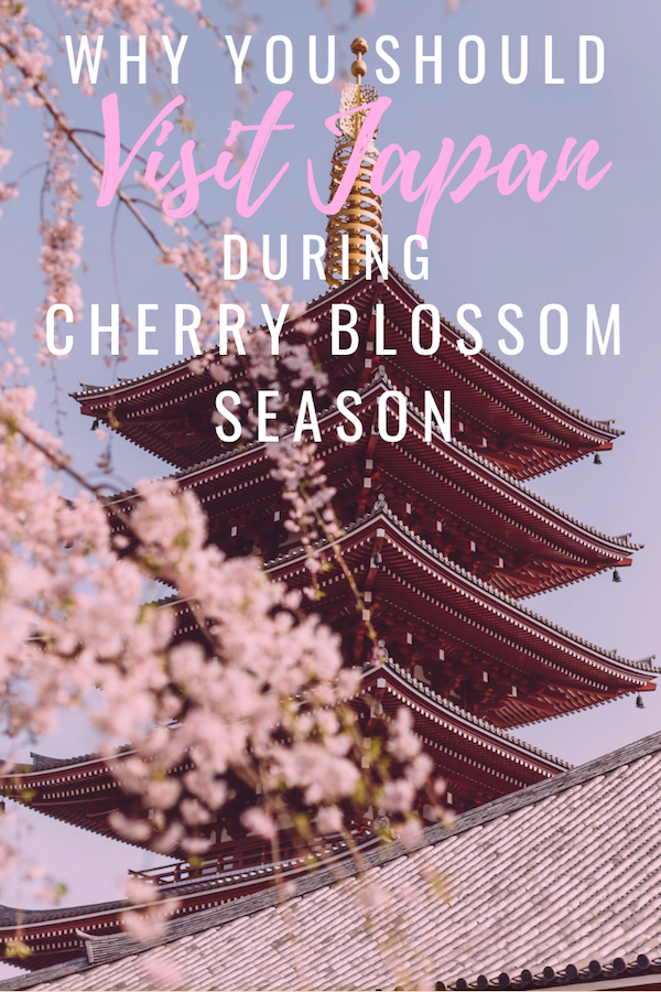 why you should visit japan during cherry blossom season why you should visit japan during cherry blossom season