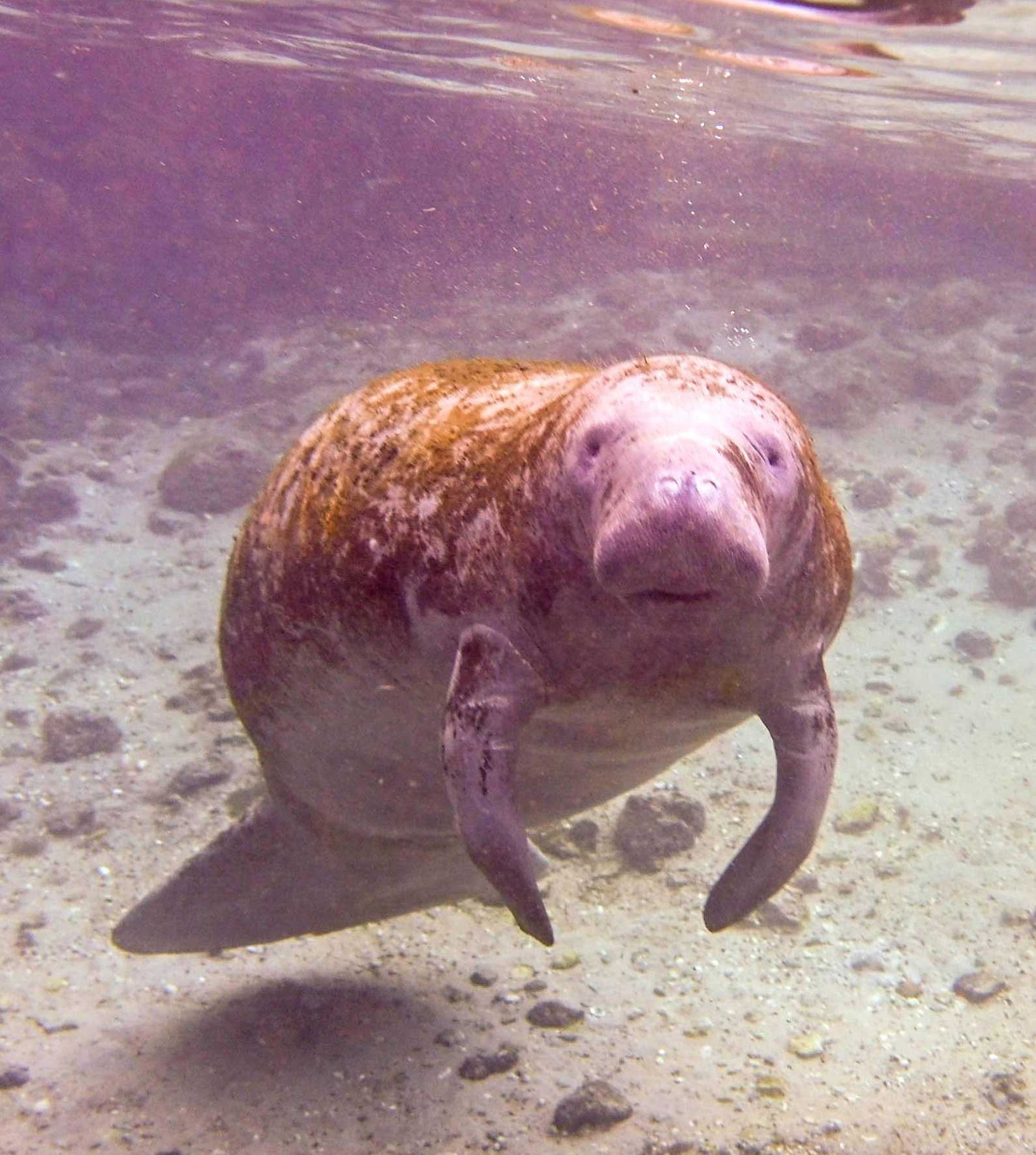 Young Manatee Young Manatee