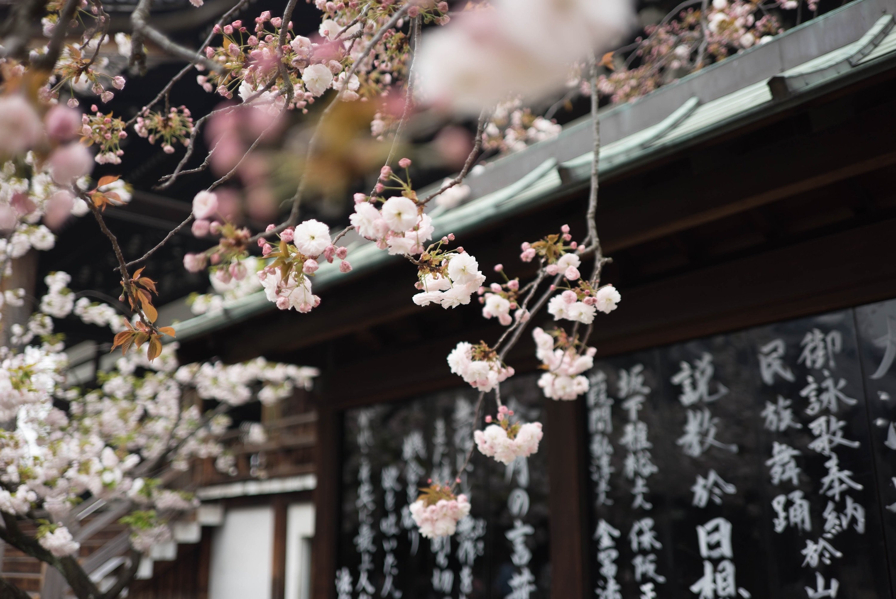 sakura sakura