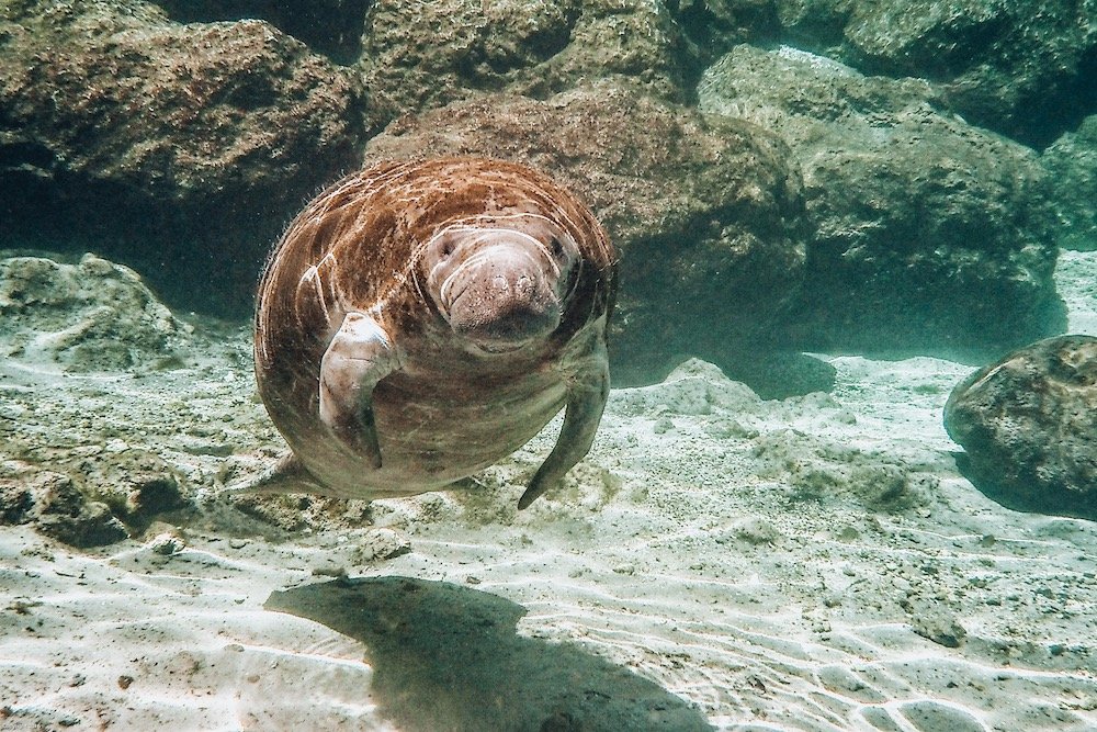 manatee_floating manatee_floating