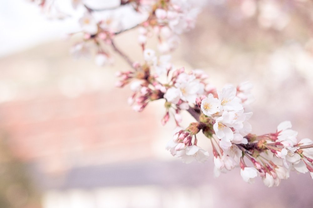 cherry blossoms Japan cherry blossoms Japan