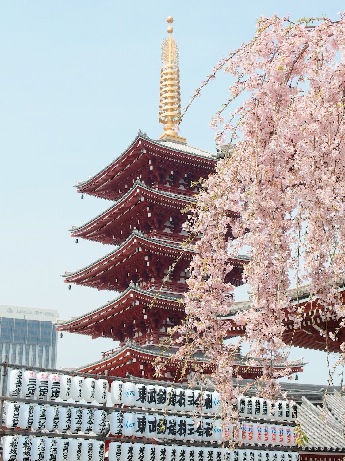 japan cherry blossom season