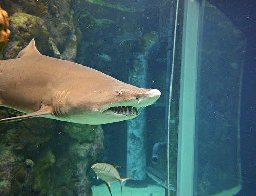 Florida Aquarium Shark Dive: My Bucket List Experience
