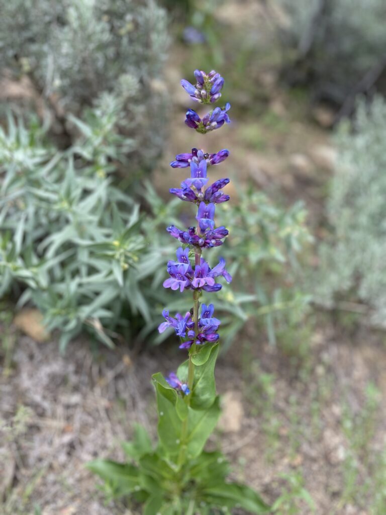adelmann mine hike