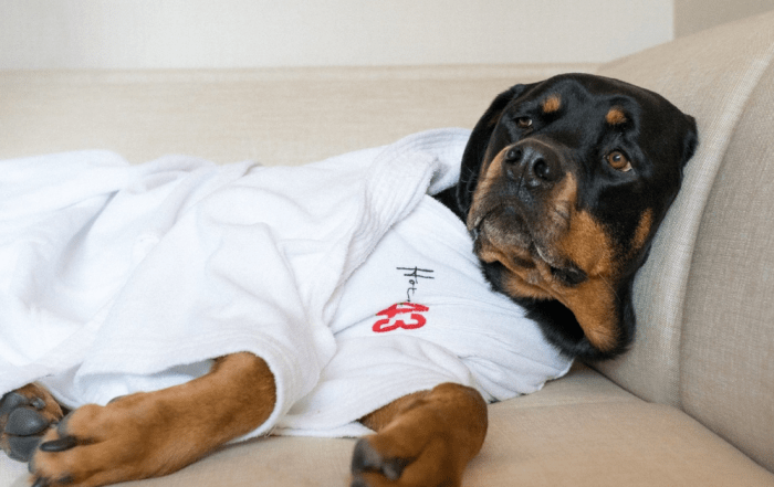 pet-friendly hotels in boise