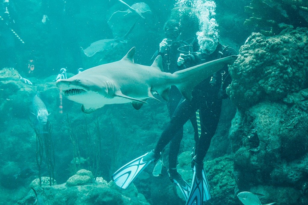 Florida Aquarium experience