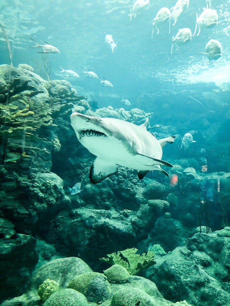 Florida Aquarium