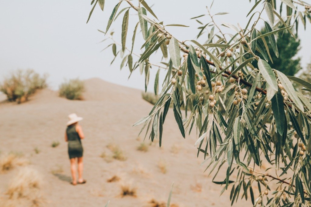 Bruneau Dunes State Park