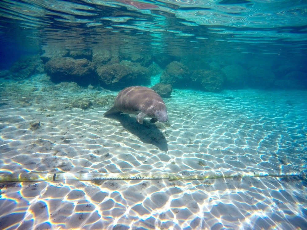 Road Trip Down Florida West Coast - Swim with Manatees
