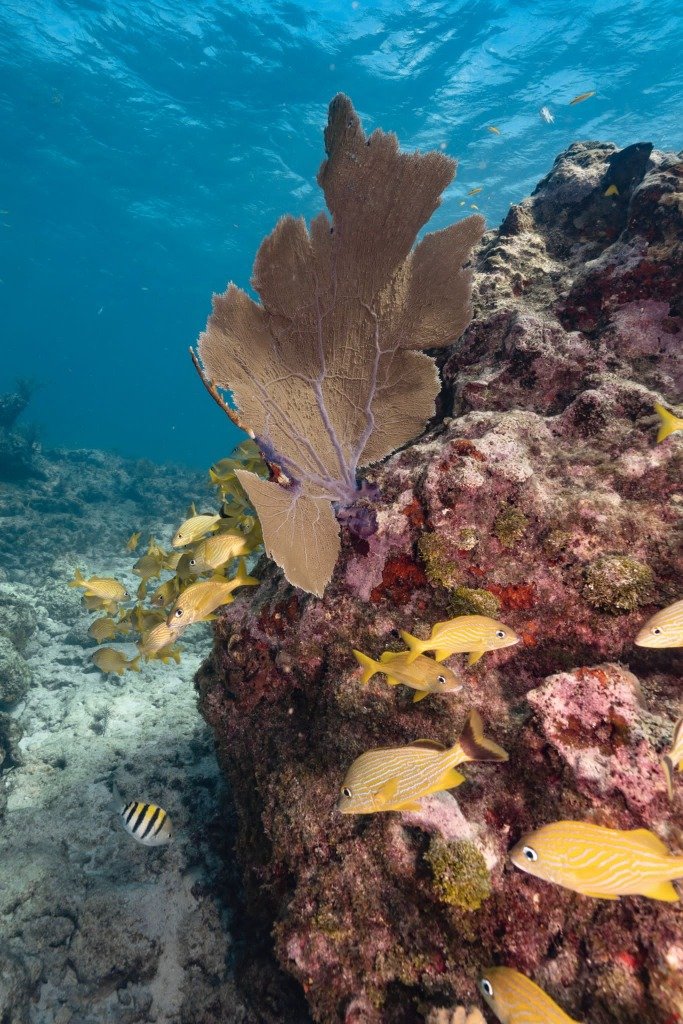 What To Do in Key Largo, FL
