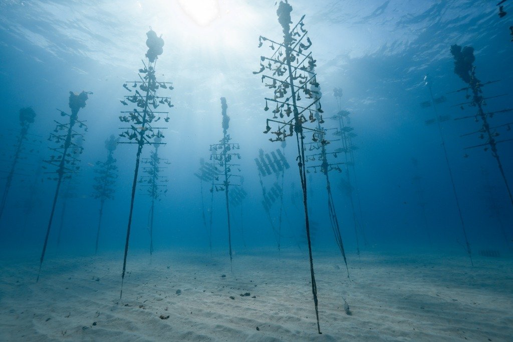 Coral Farm